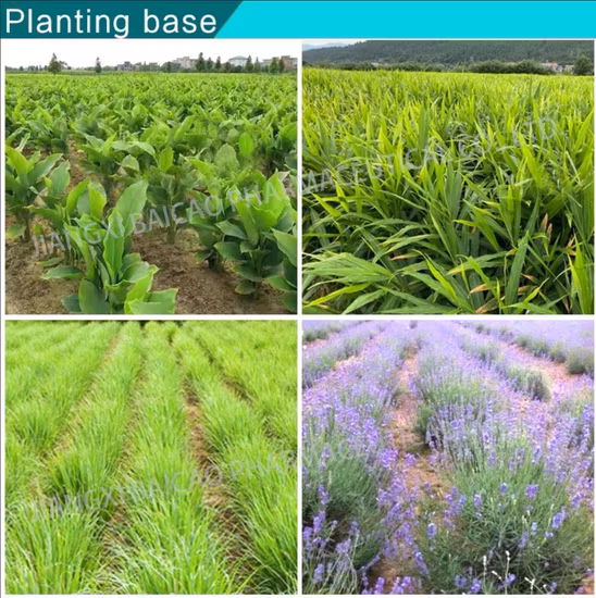 China Wholesale Eucalyptus Aromatic Pure Essential Eucalyptus Oil